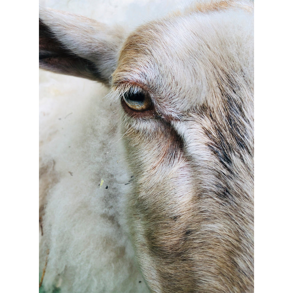 virginiejg. Collection Blanche | Woolly Look