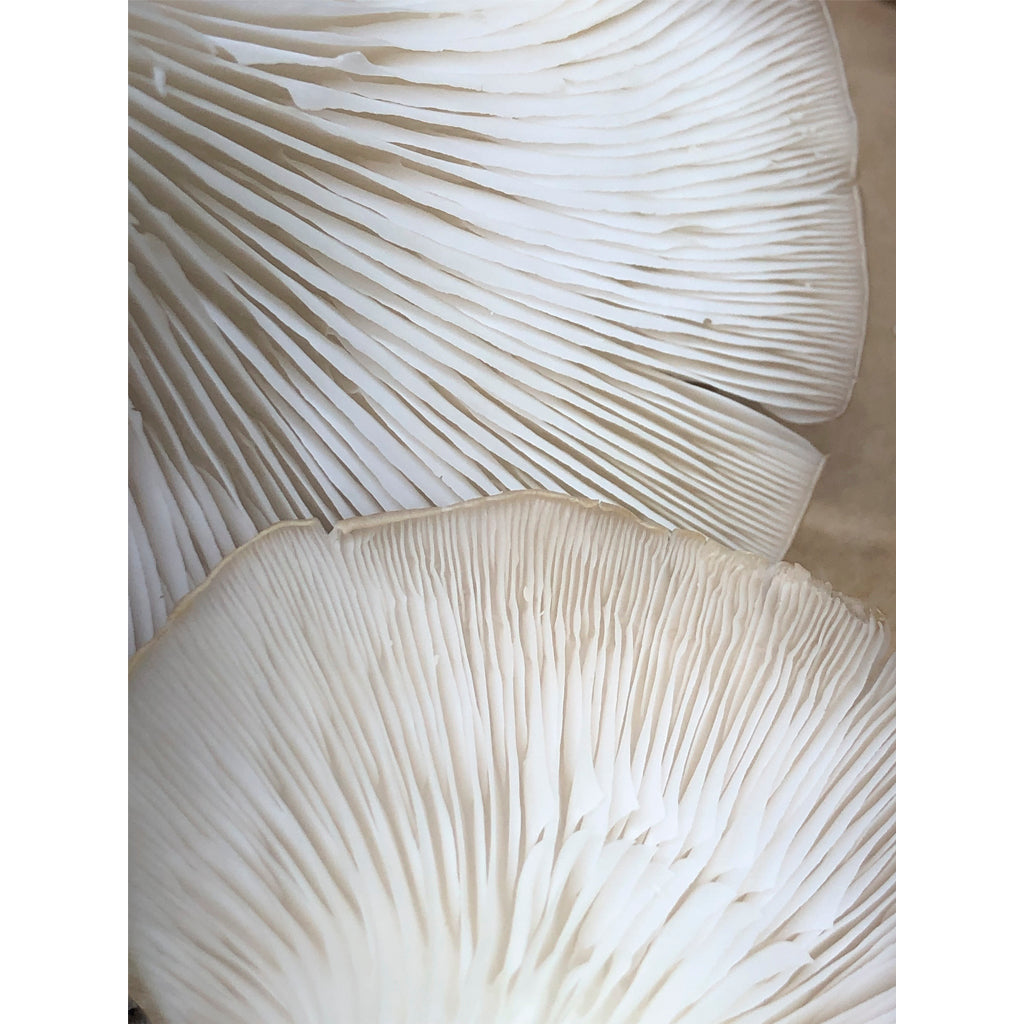 virginiejg. Collection Blanche | Soft Touch