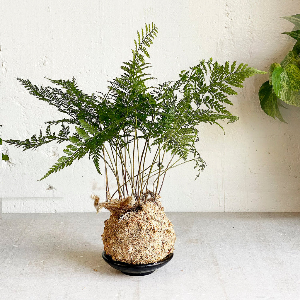 Babylon_Kokedama Class_RabbitFoot Plant