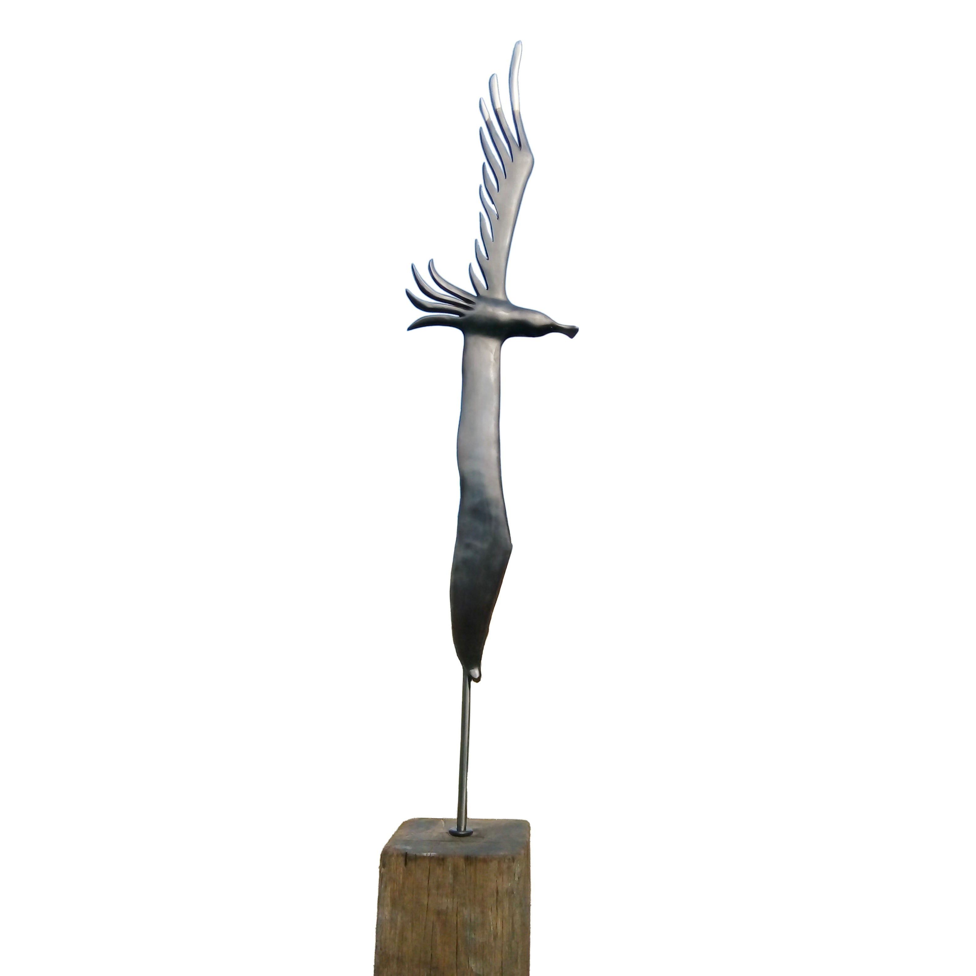 Koa Bronze - Jay Lloyd. DISSIPATE ALBATROSS