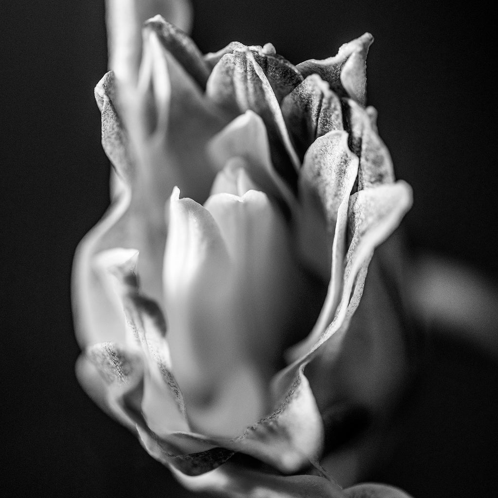 The L Studio. BECOMING - Limited Edition