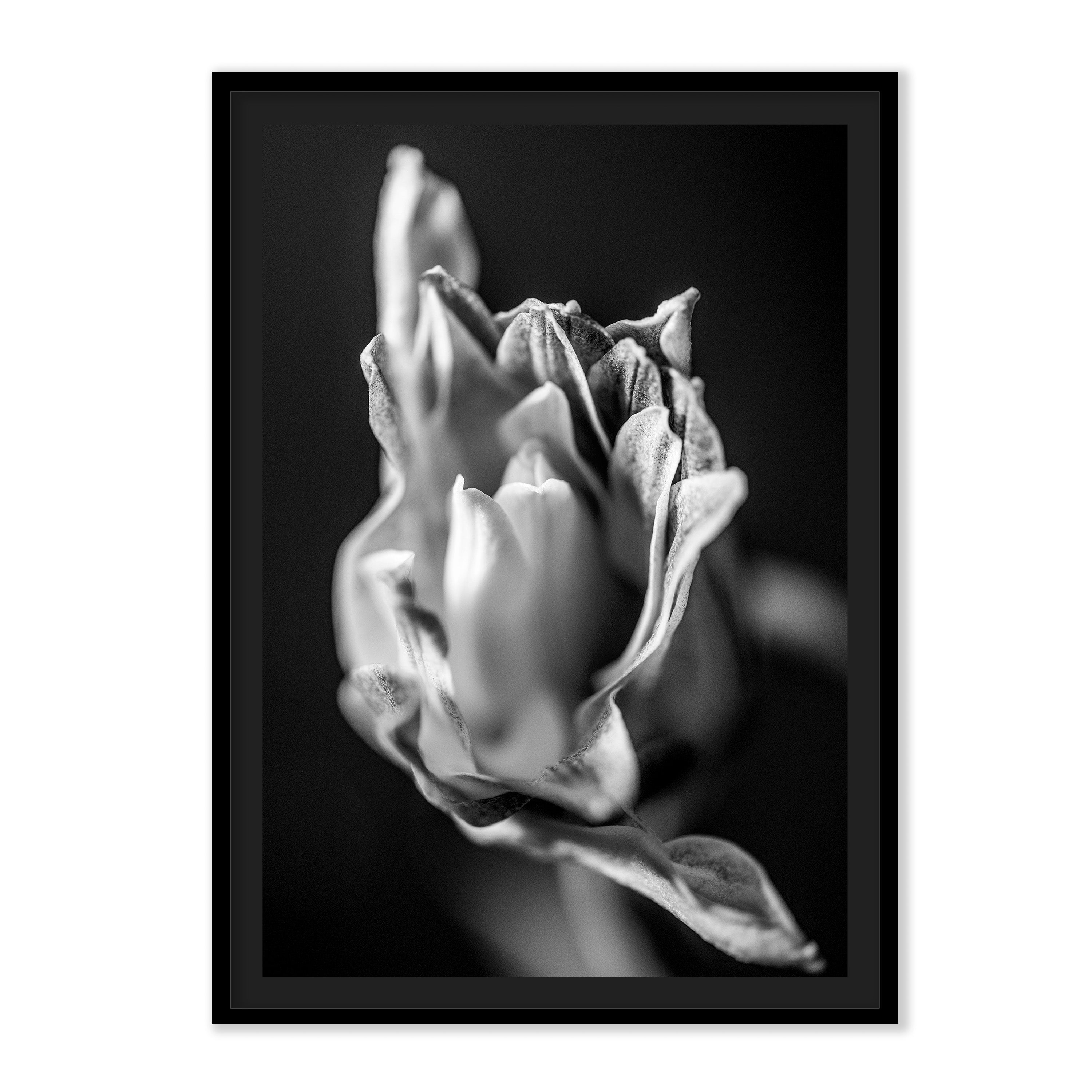 The L Studio. BECOMING - Limited Edition