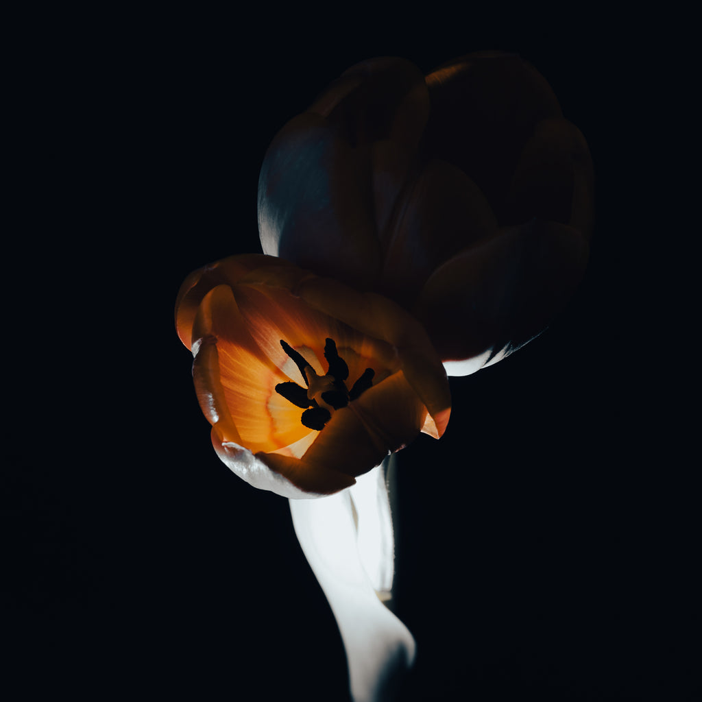 The L Studio. NIGHT FLAMES - Limited Edition