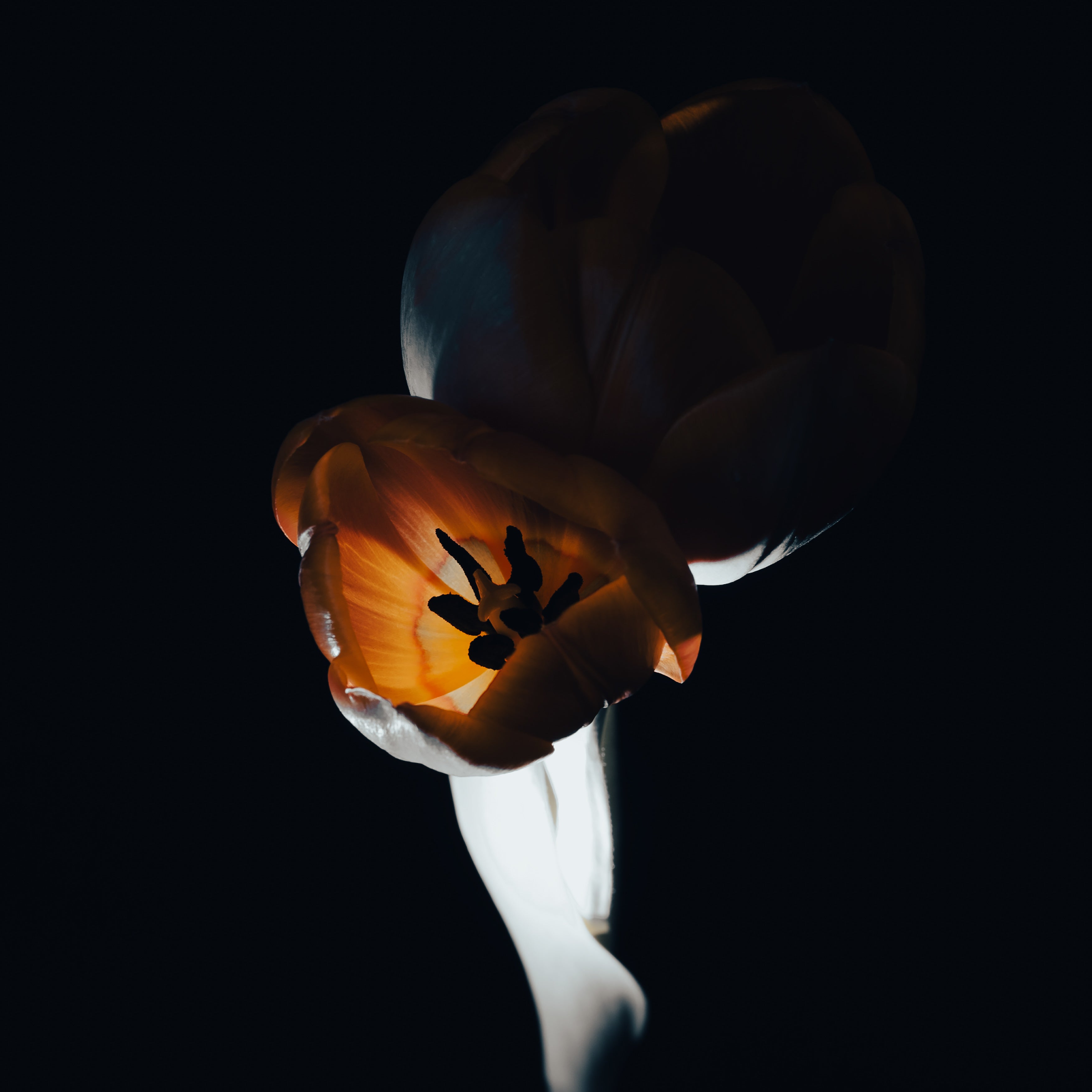 The L Studio. NIGHT FLAMES - Limited Edition