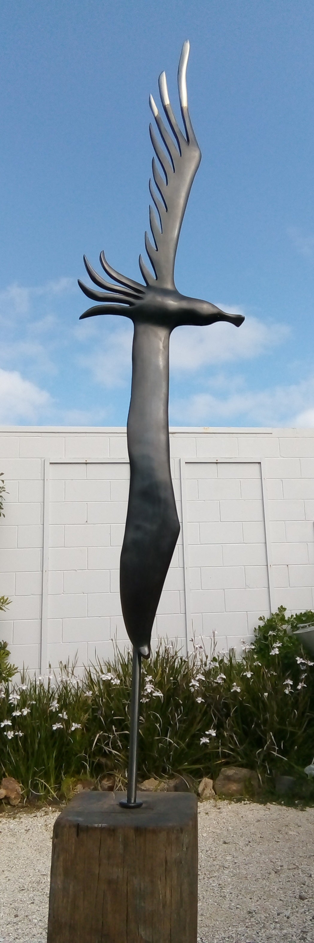 Koa Bronze - Jay Lloyd. DISSIPATE ALBATROSS