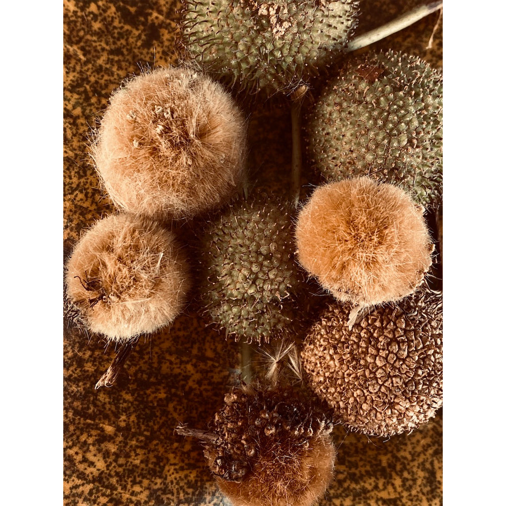 virginiejg. Collection Vintage | Cuddles