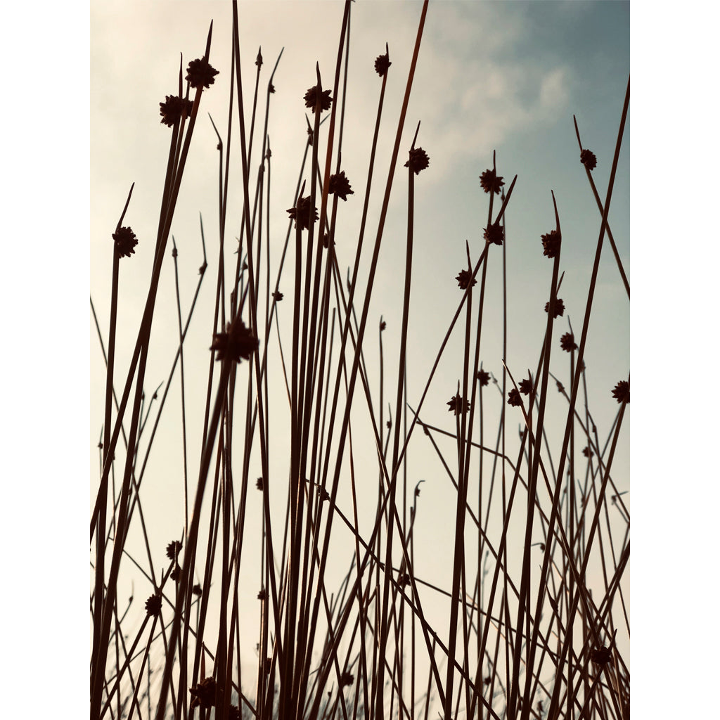 virginiejg. Collection Vintage | Reaching out for the Stars