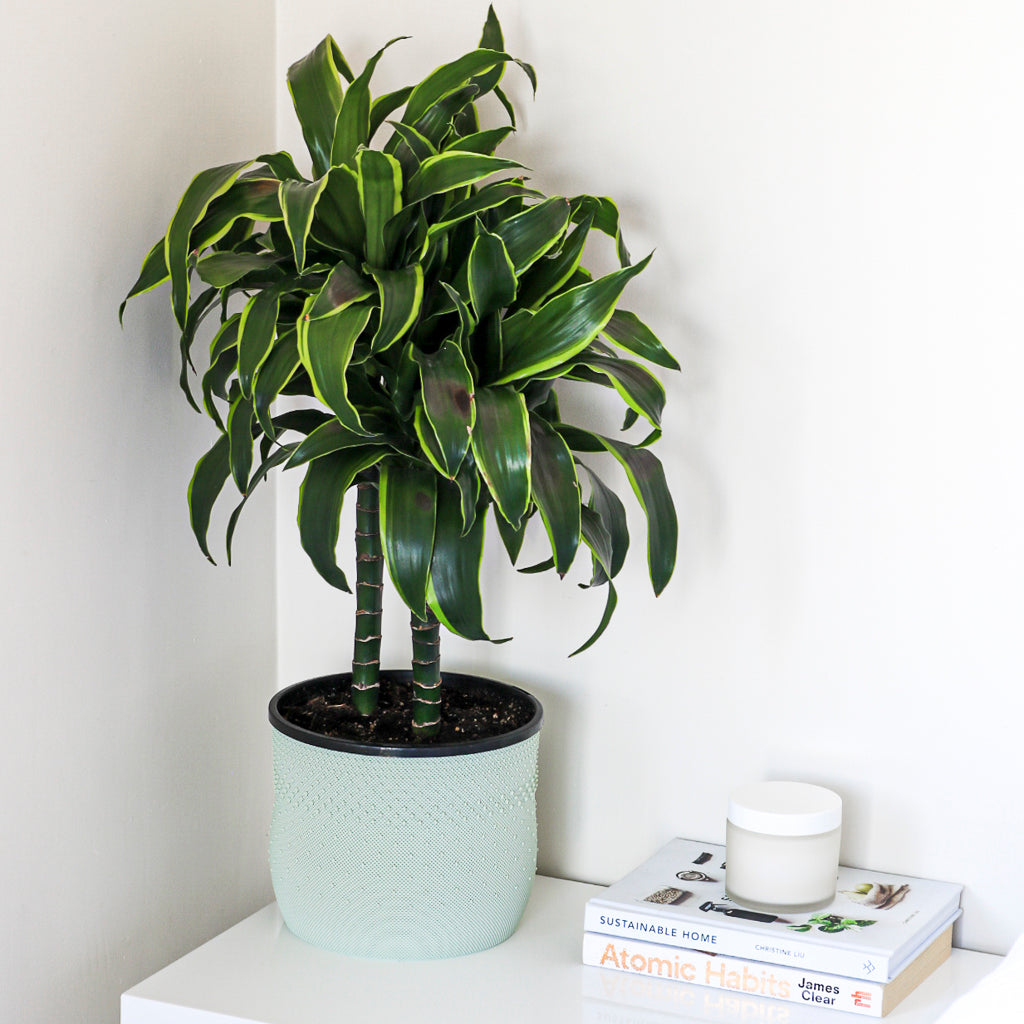 Utilize Studios. Orven Basket, Earthtones